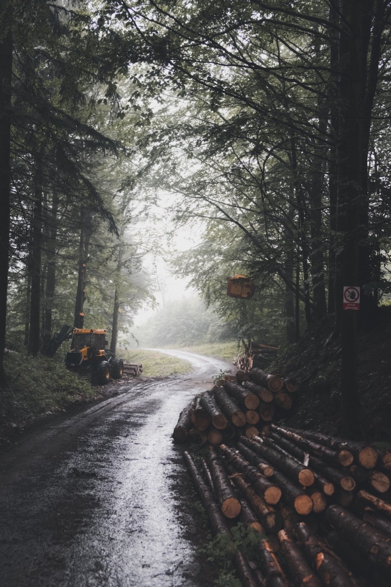 tree logs on road surround with trees