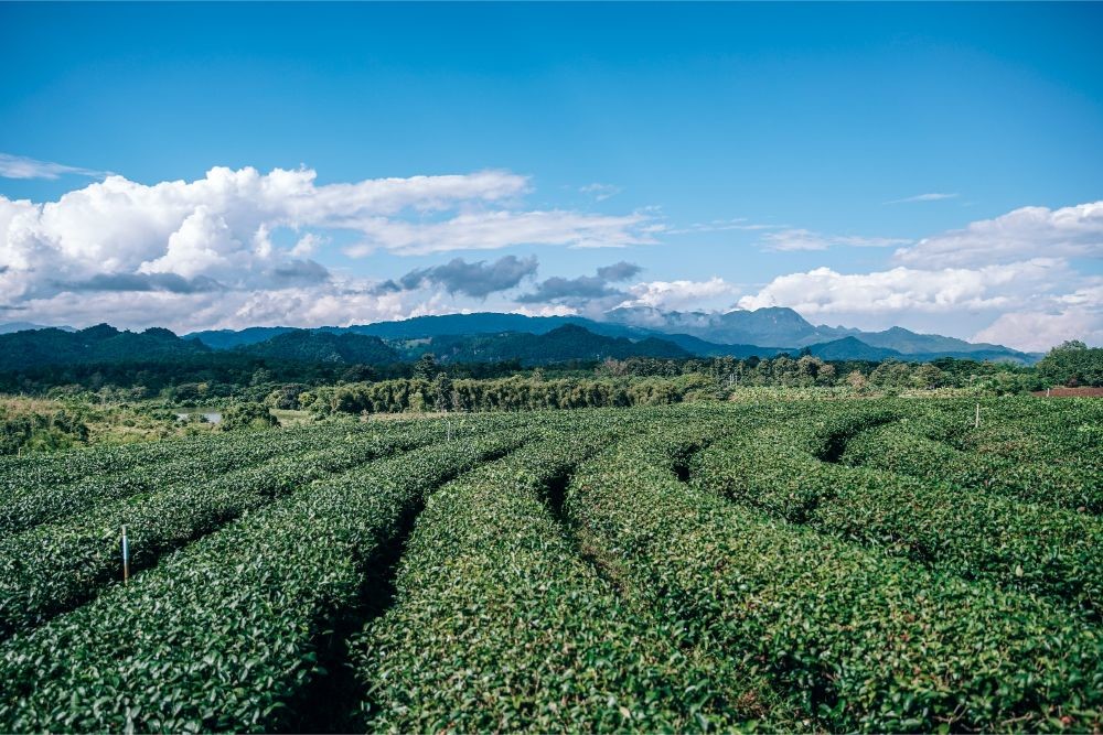 Amazing Tea Plantation in Chiang Rai