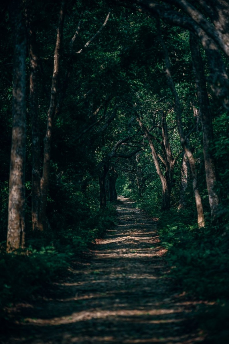 Beautiful Forest Path in Bardiya National Park