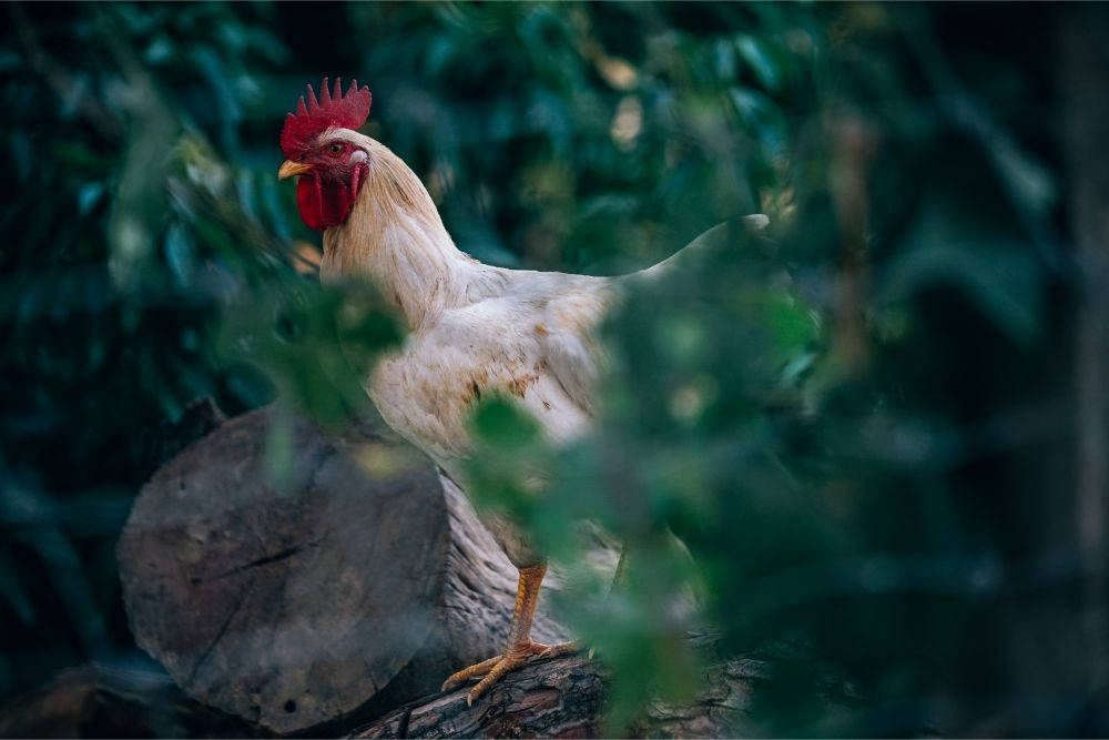 Beautiful White Rooster Standing on a Log