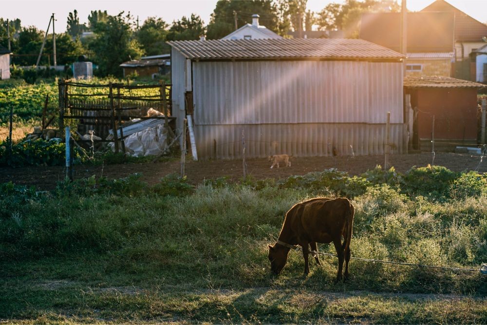 Chained Cow Eating Grass outside a Farm