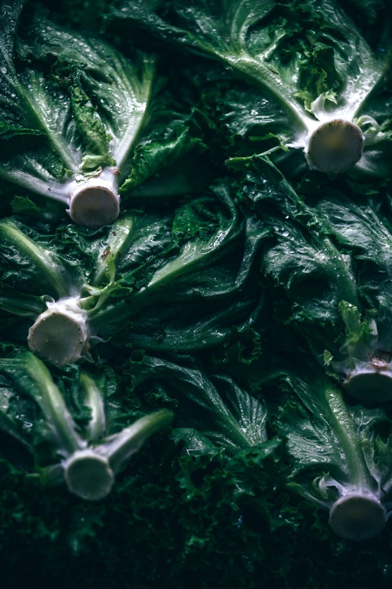 Close up Shot of Fresh Organic Lettuce