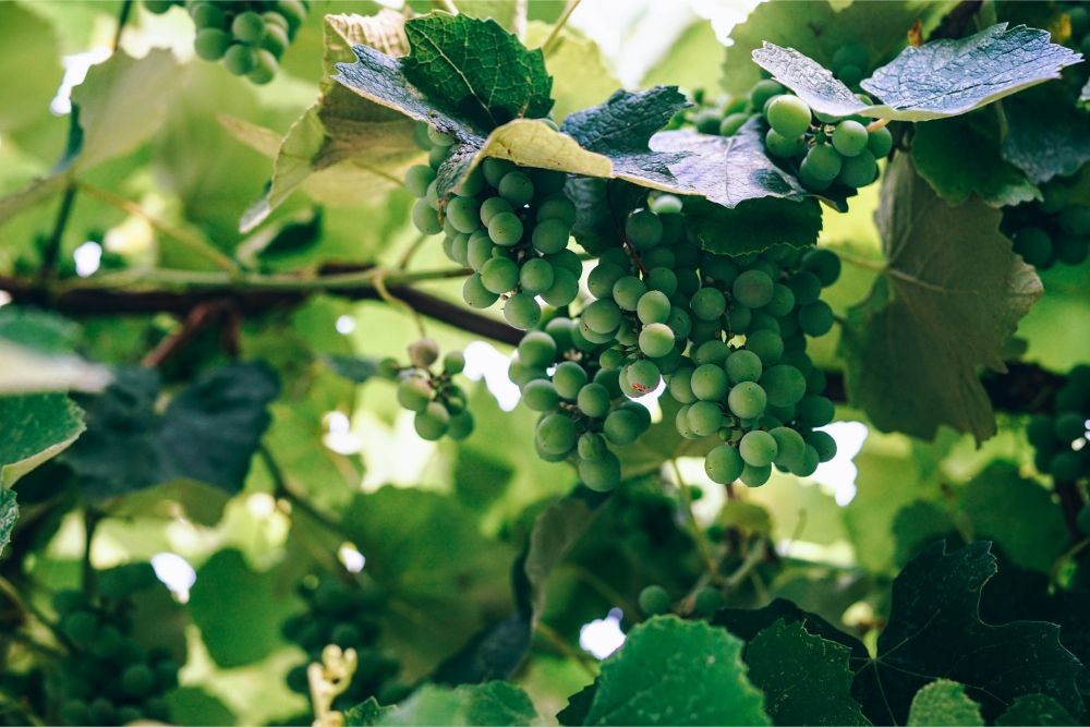 Close up Shot of Green Grapes Growing