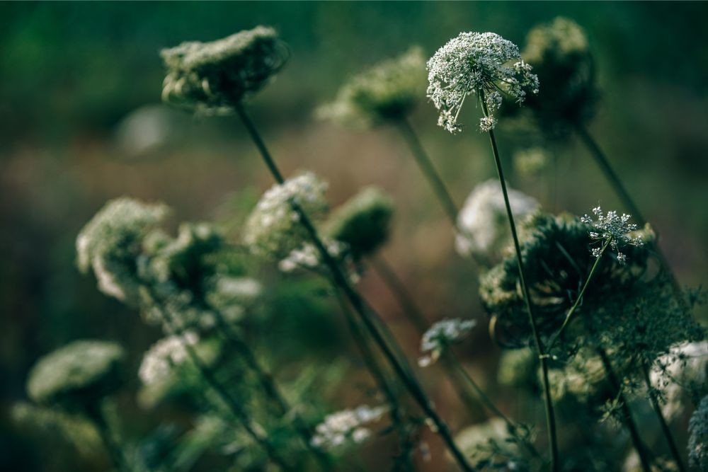 Close up Shot of Small White Flowers