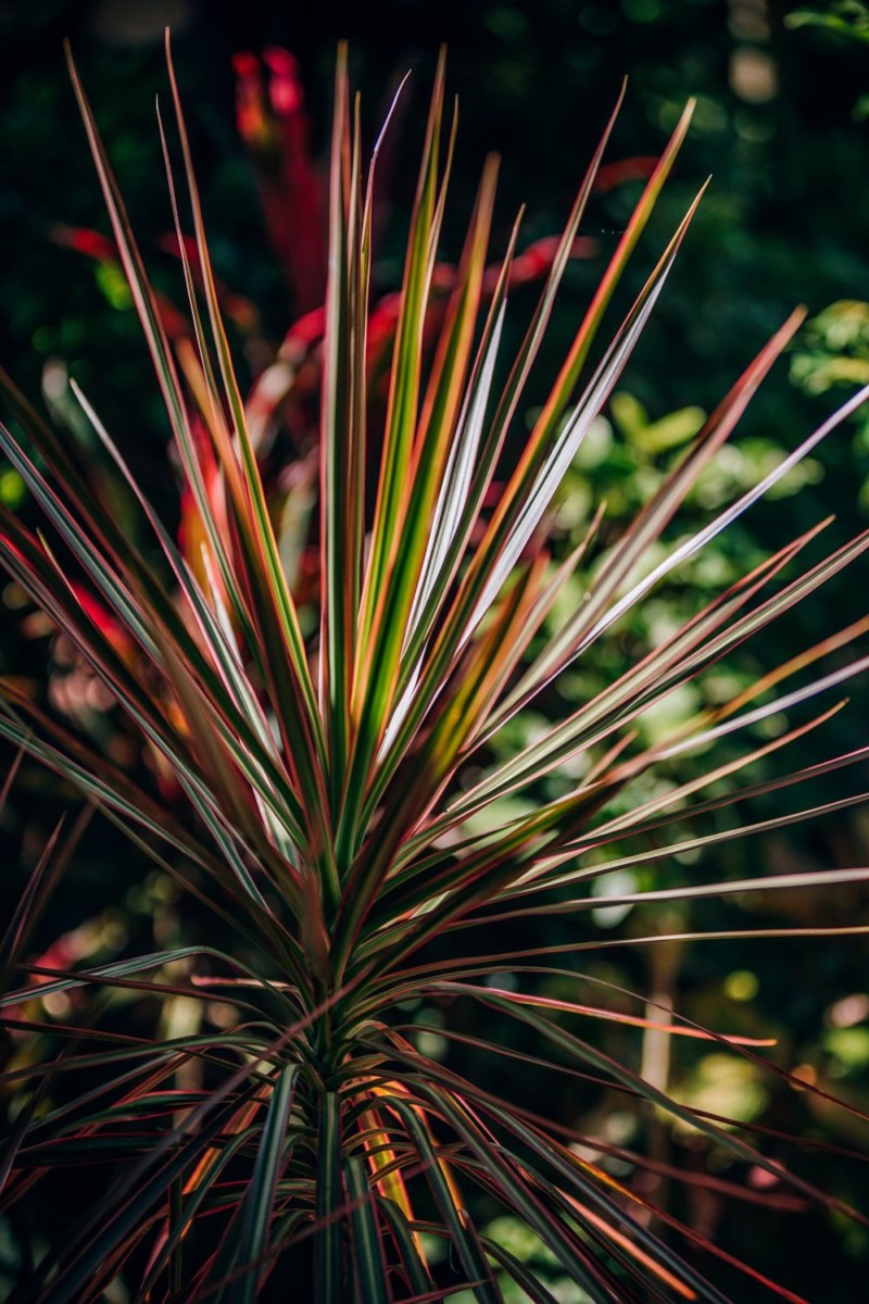 Close up Shot of a Tropical Plant