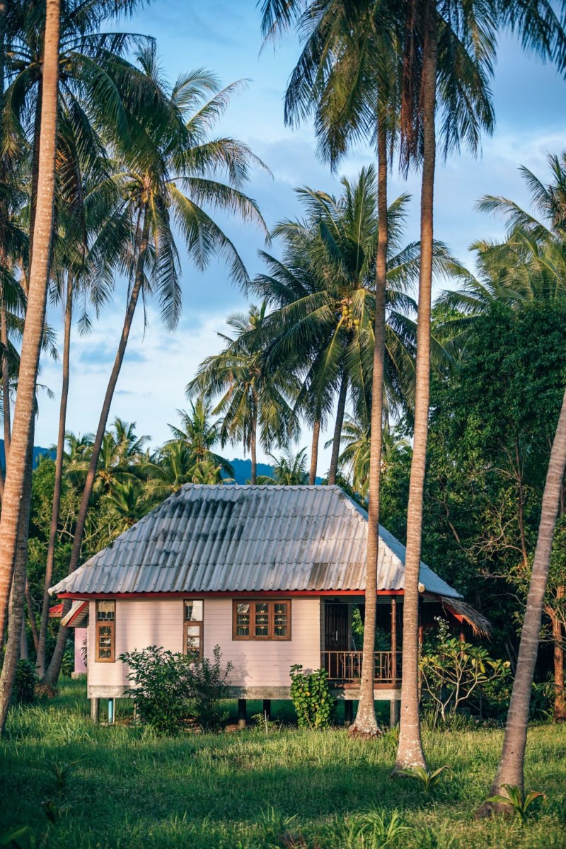 picture of green coconut