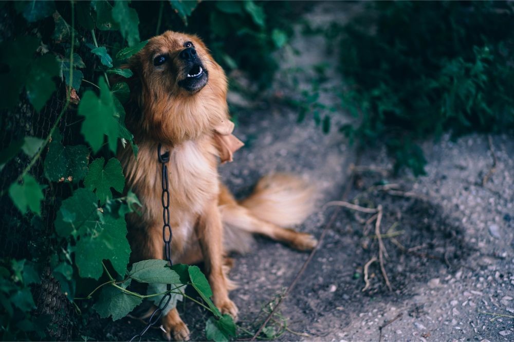 Dog Barking Behind a Tree