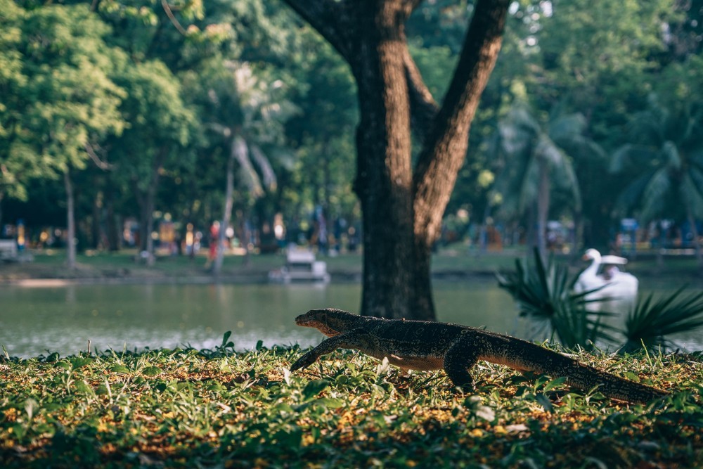 Giant Lizard Walking Through Lumphini Park Bangkok