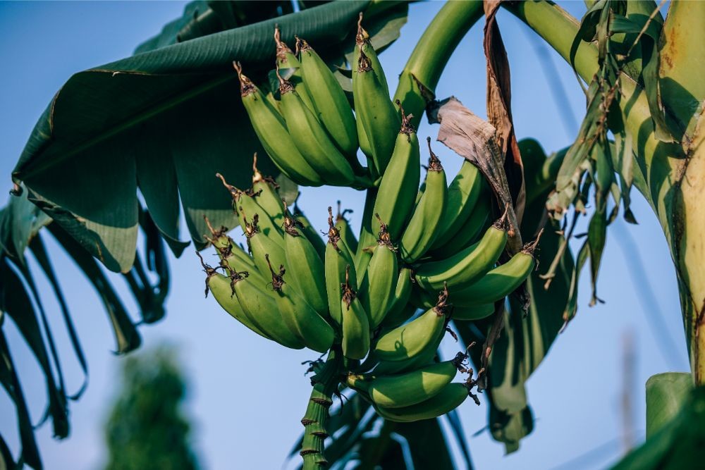 Green Bananas Growing