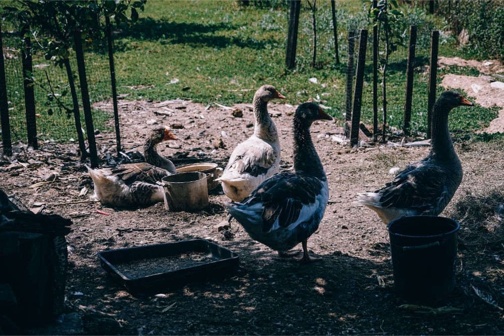 Group of Geese Photographed on a Sunny Day