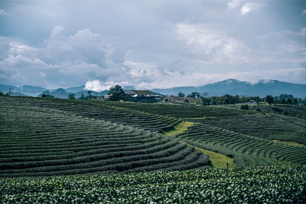 Landscape of the Choui Fong Tea Planatation
