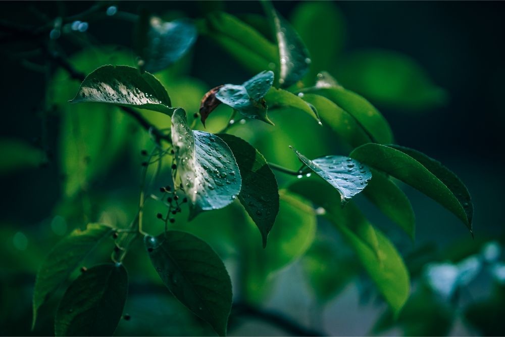 Morning Dew on Tree Leaves