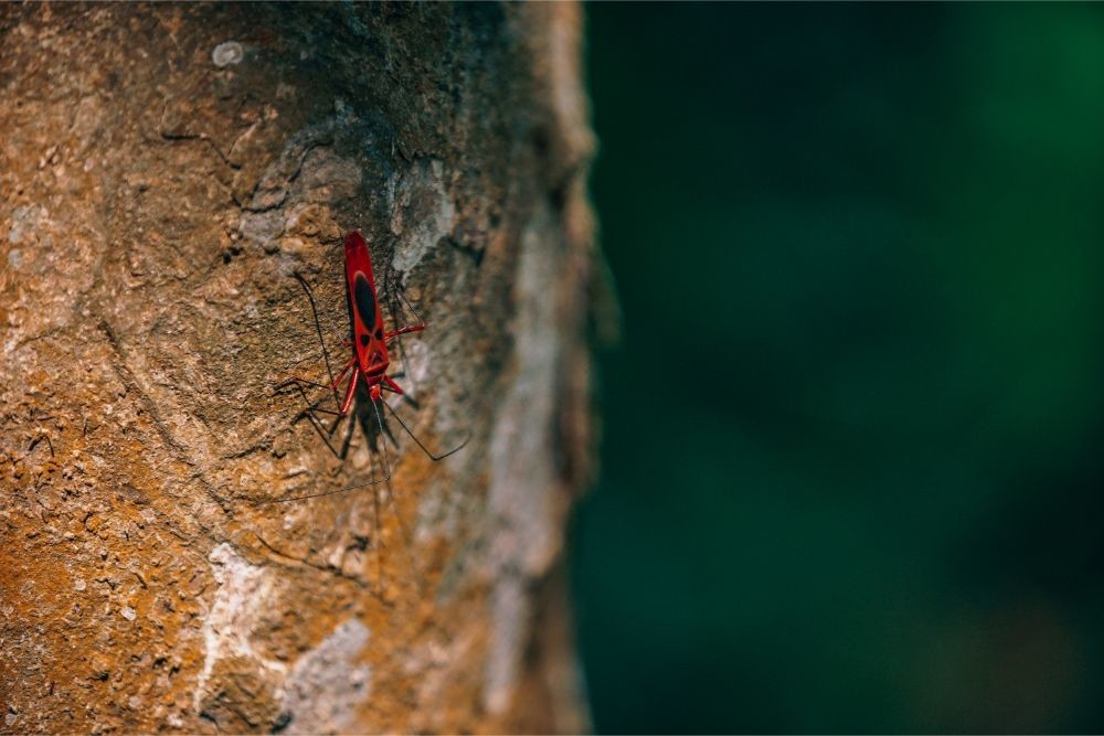 Red Insect Walking Down a Tree