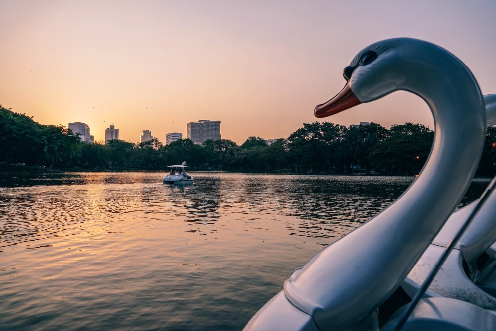 Swan Paddle Boat with the Beautiful Sunset over the Lumphini Park in the Background