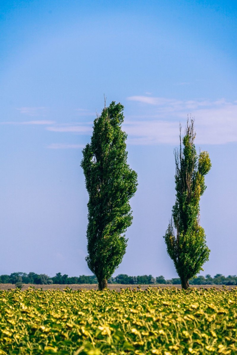 Tall Trees in a Field of Sunflowers