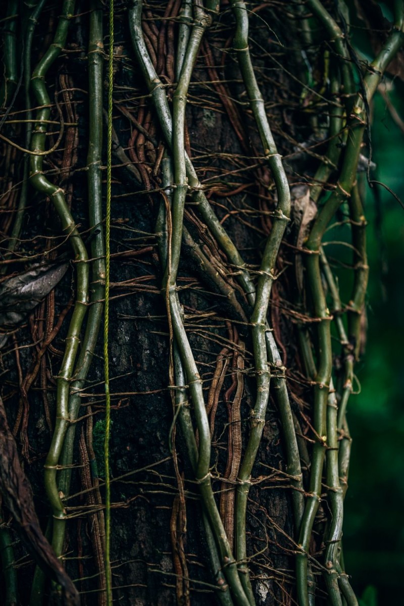 Tropical Tree Roots