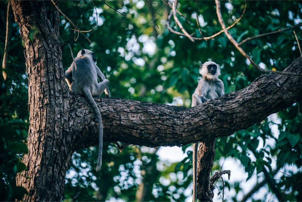 Two Monkeys Chilling on a Big Tree Branch