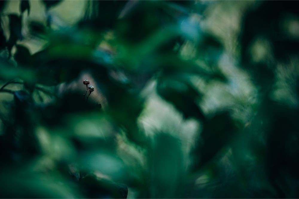 Two Small Flower Buds Photographed Through Tree Leaves