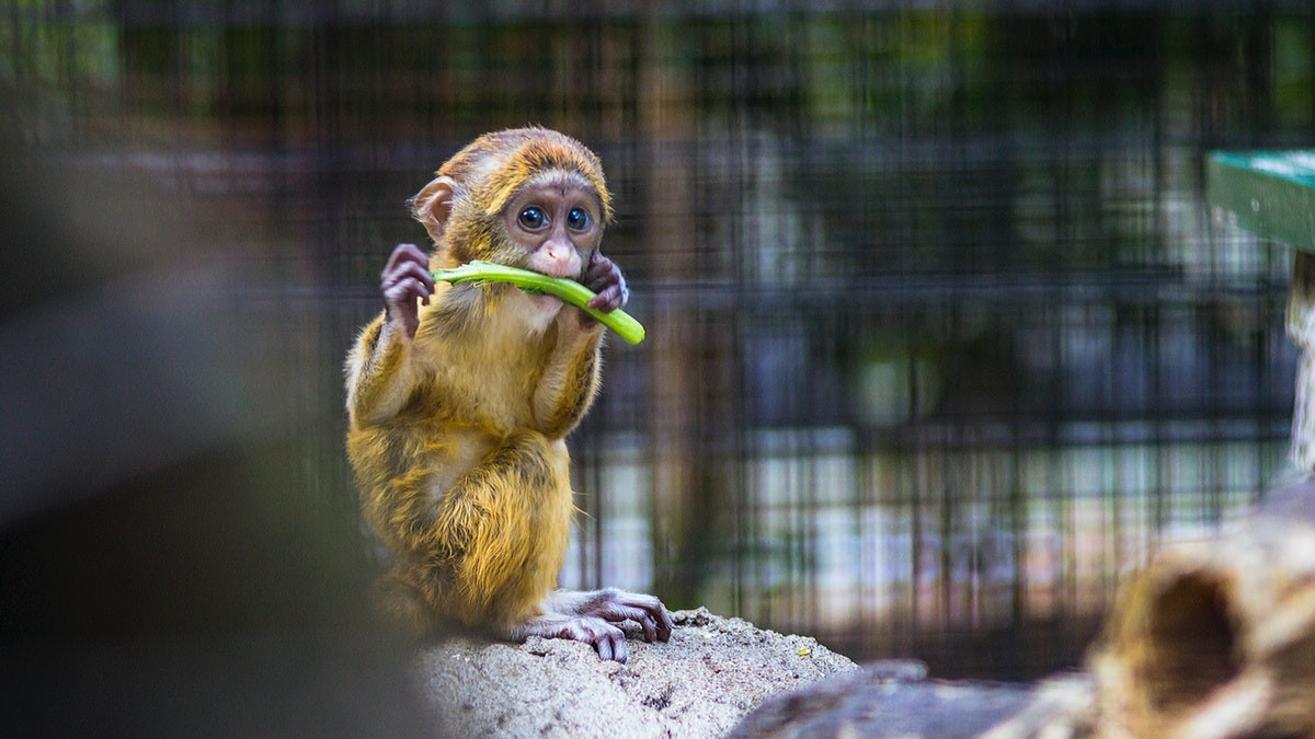 baby monkey eating vegetable