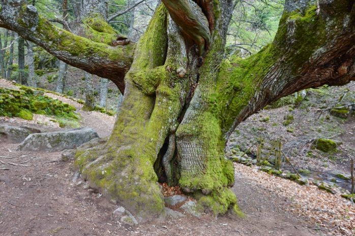 centuries old chestnut tree on ambroz valley PYPNV