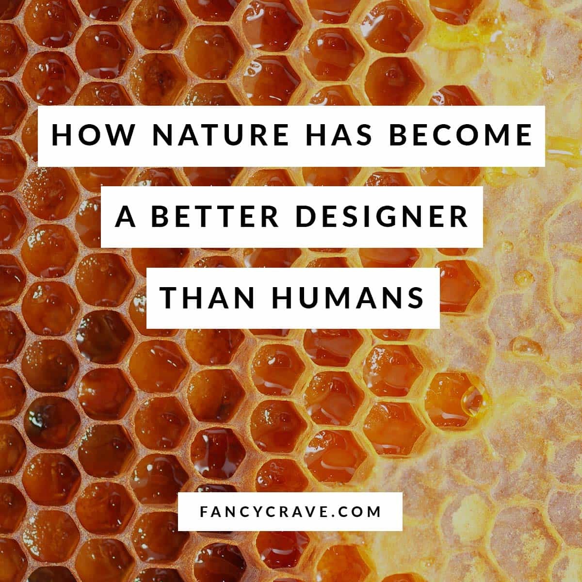 How Nature Has Become a Better Designer Than Humans