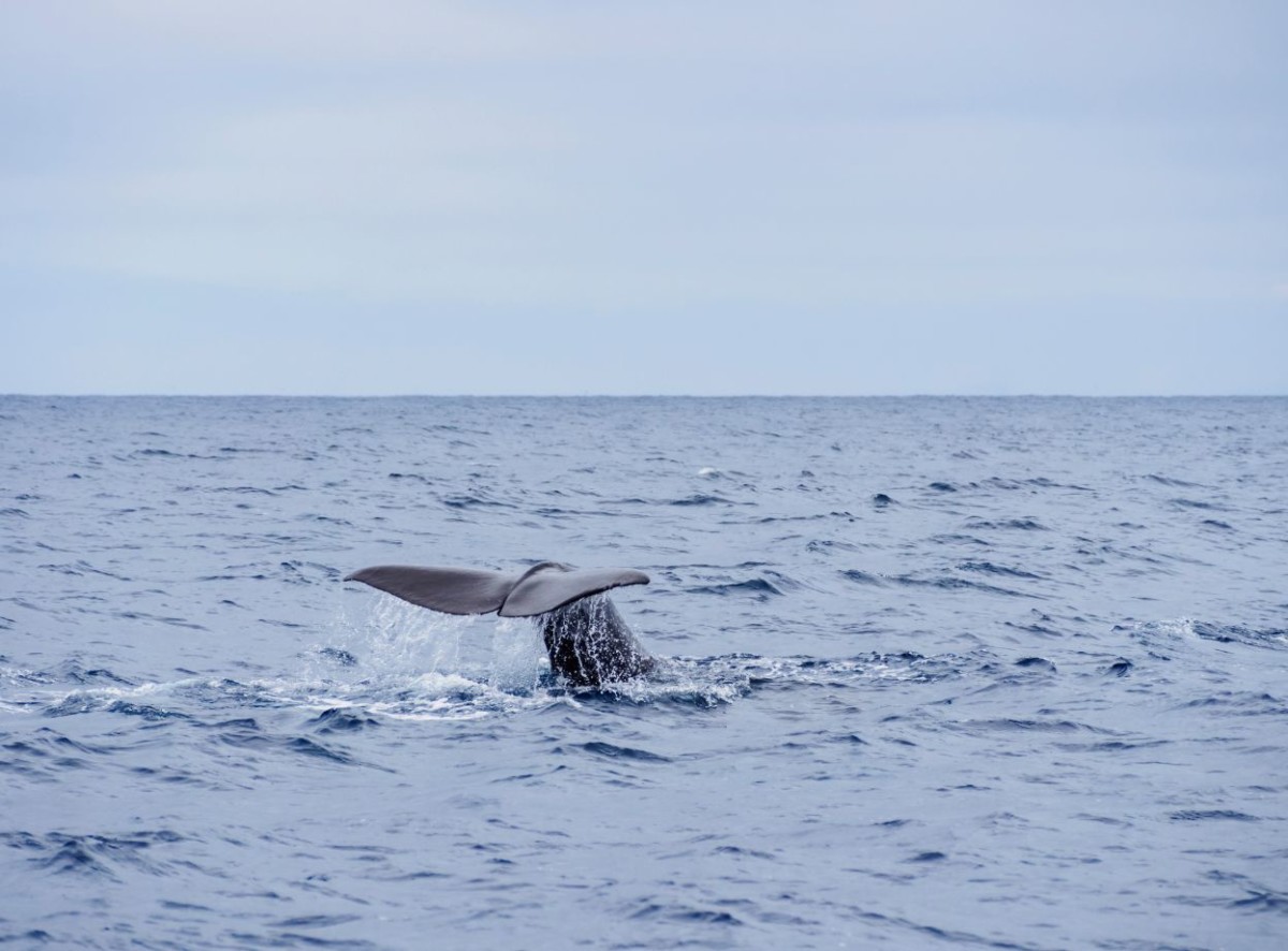 whale by the coast of pico island WTPS