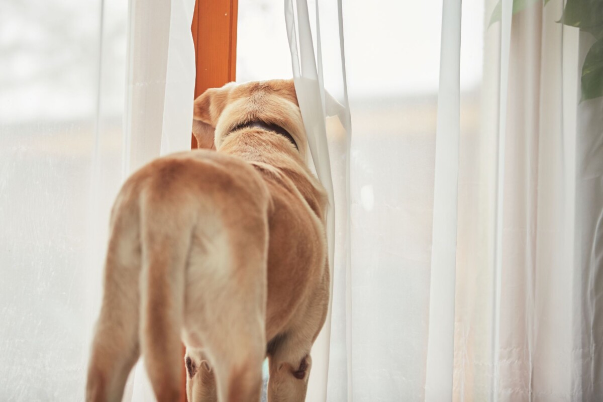 dog waiting alone at home PBYRU