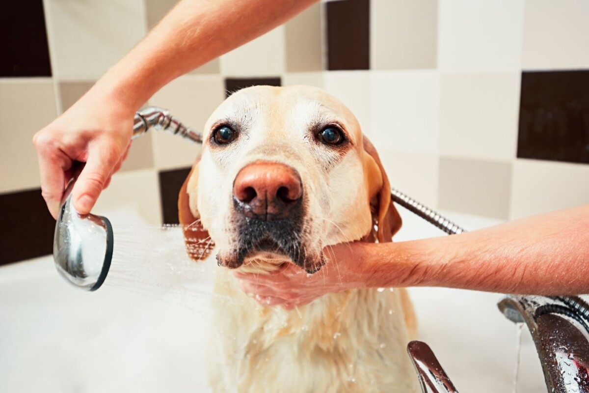 dog taking a bath pqcyvq