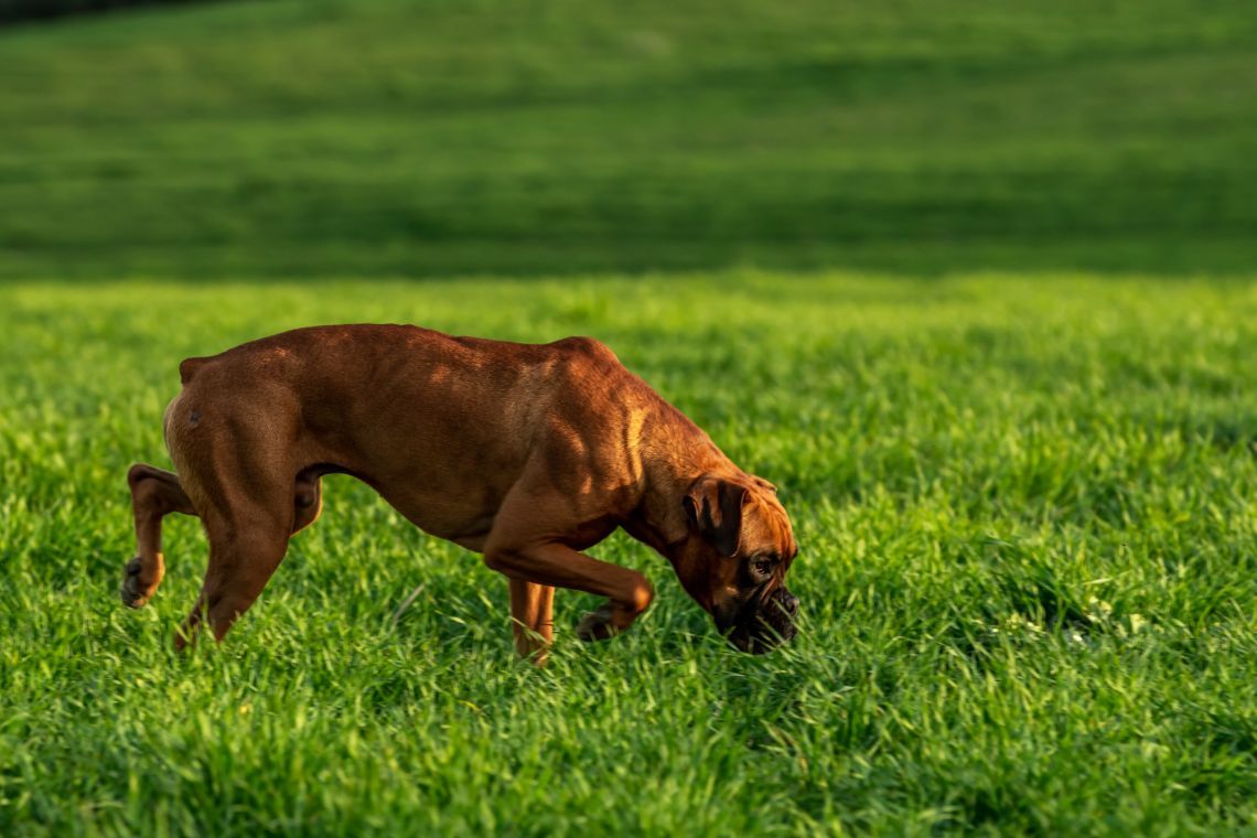 boxer dog on the green meadow GVPC