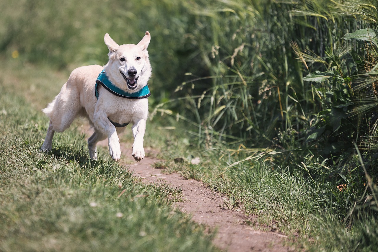 5 Exercises You and Your Dog Can Enjoy Together