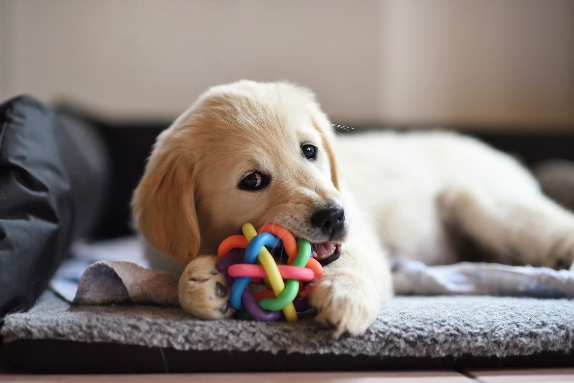 golden retriever dog puppy playing with toy PHFQKHE