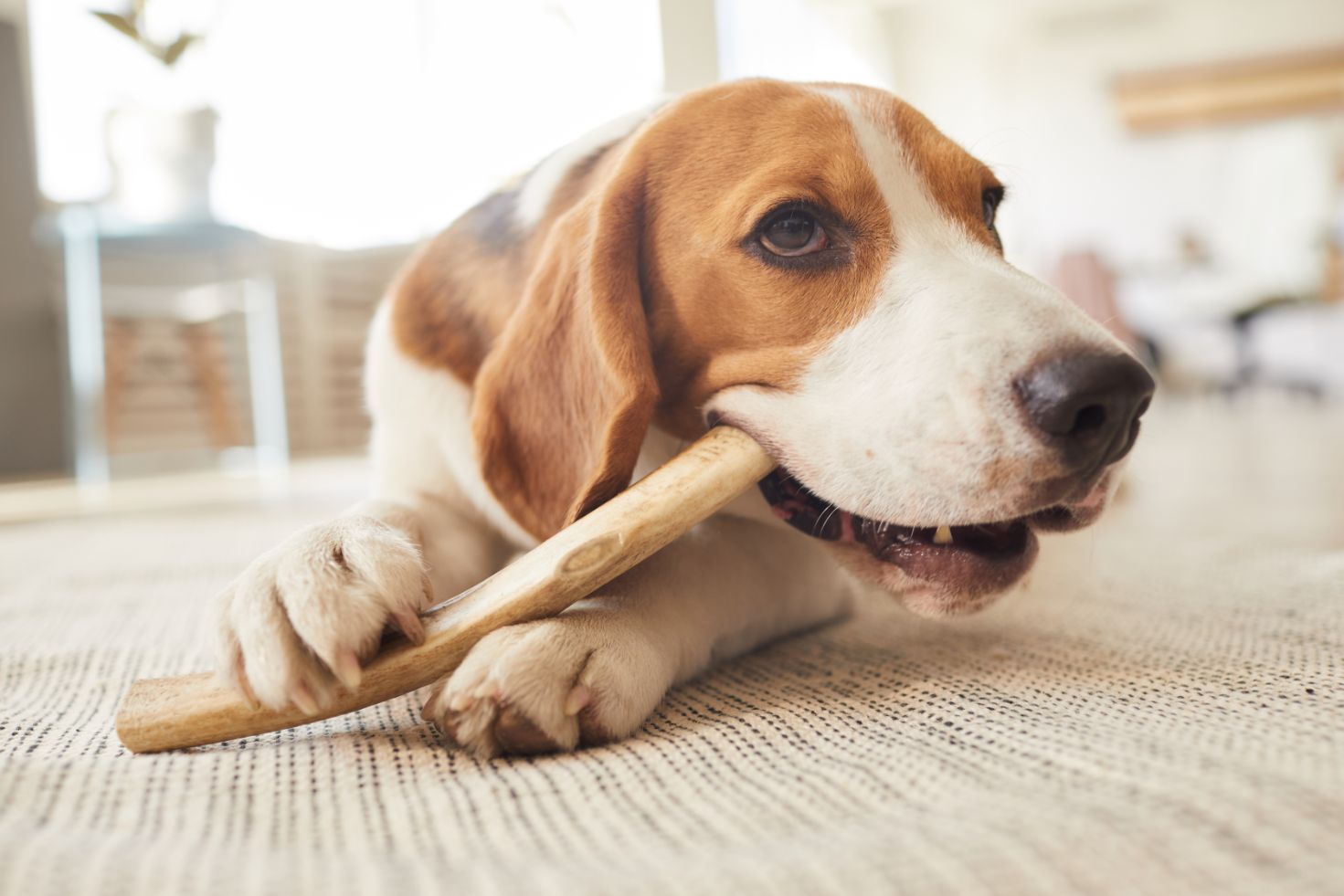 dog chewing treats on floor JTBRUXM