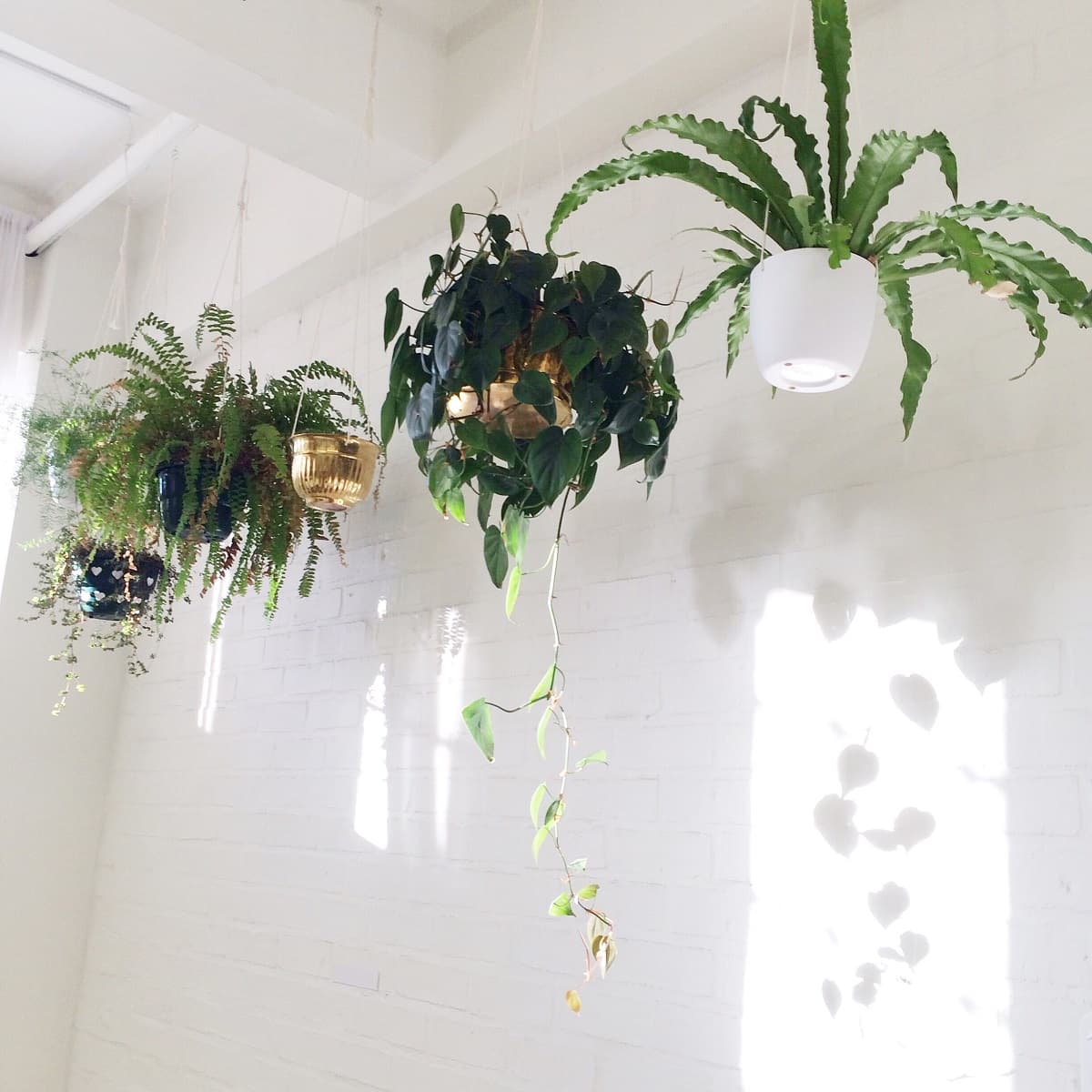 hanging plants