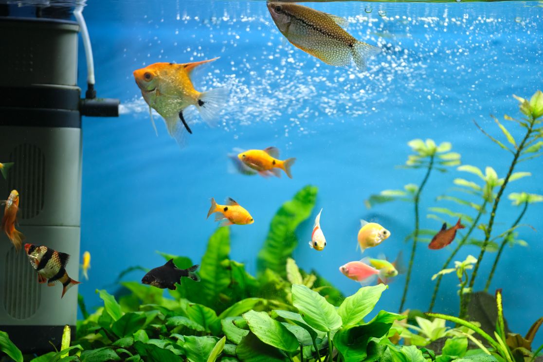 5 Best Aquarium Backgrounds | Fancycrave