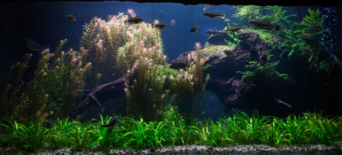 5 Best Aquarium Backgrounds | Fancycrave