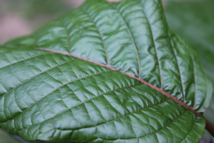 Kratom Cultivation And How To Use Your Plants